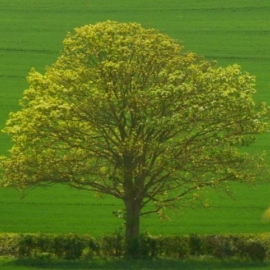 BREF a kerámiaiparban